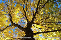 英國碩士留學哪些大學最好？