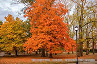 慶祝！加州大學(xué)戴維斯分校獲得歷史最高捐款