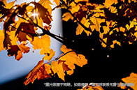 加拿大本科申請看重哪些能力？