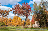 如何考入麥吉爾大學(xué)？