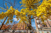 新加坡國立大學商學院全球排名多少位？