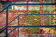 布朗大學社會數據分析碩士：STEM項目