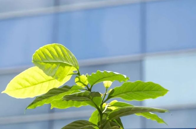 南洋理工大學(xué)發(fā)現(xiàn)抗咖啡葉銹基因組合.png 南洋理工大學(xué)發(fā)現(xiàn)抗咖啡葉銹基因組合.png